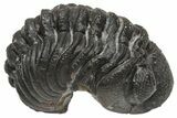 Wide, Curled Morocops Trilobite - Morocco #224202-1